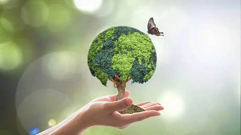 Mano sujetando un árbol donde se posa una mariposa simbolizando Eco-friendly